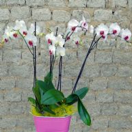 Orquideas phalaenopsis en maceta