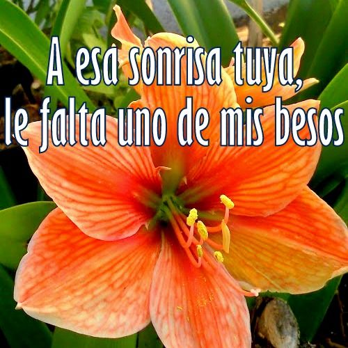 Flores con frases de amor