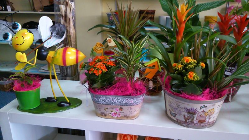 Plantas y flores online