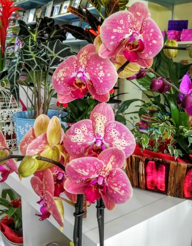 Orqudea phalaenopsis para regalar