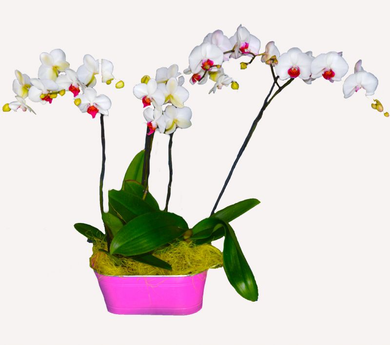 Orqudea con flores para cumpleaos