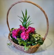 cesta de plantas para regalar