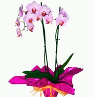 planta orquidea phalaenopsis