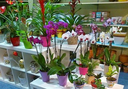 Flores y plantas Online