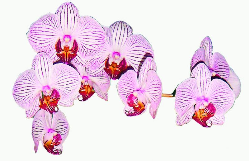 Orquídea phalaenopsis para regalo