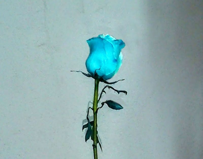 Ramos Y Centros De Flores Con Rosas Azules