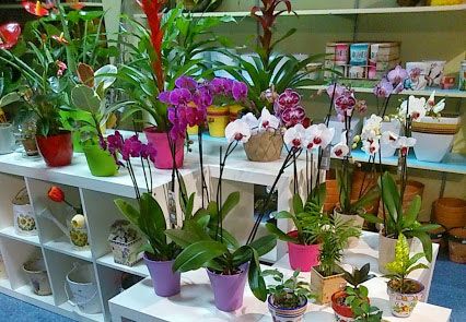 Floristerías en Zamora para envíos florales en toda la provincia