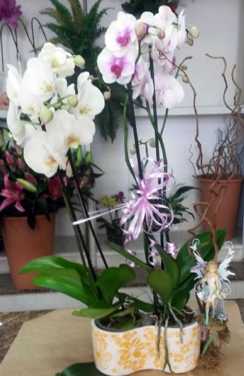 Envío de una orquídea con bonitas flores en Torrelavega