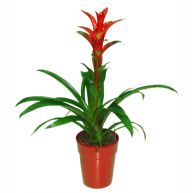 planta guzmania para regalo