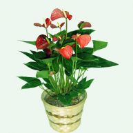 planta de anthurium