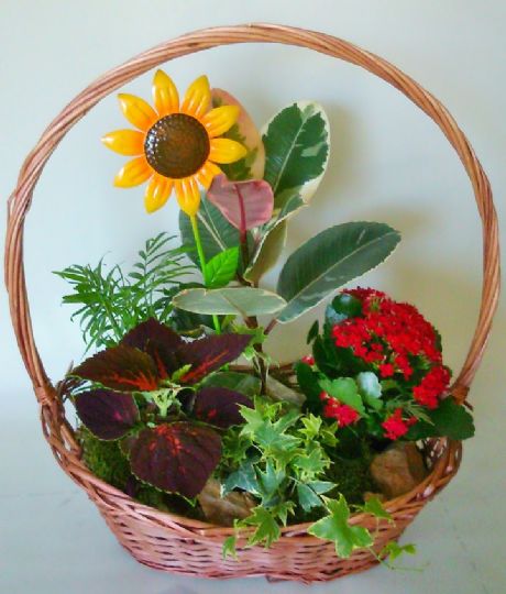 Cesta de plantas con flores para regalar