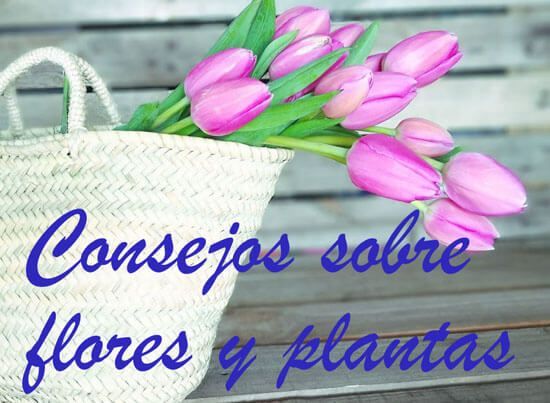 consejos sobre flores y plantas