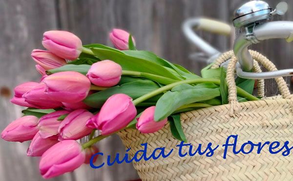 cuidados de flores y plantas