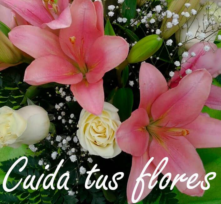 consejos sobre flores y plantas