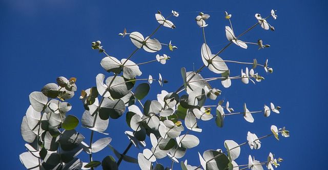 Eucalypthus para ramos de novia