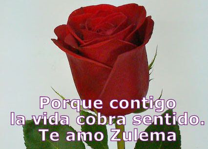 frases de amor para una rosa