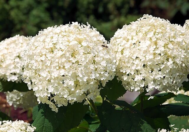 hortensia para ramos de novia