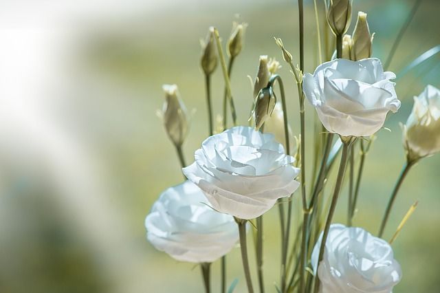 lisianthus blanco para un ramo de novia