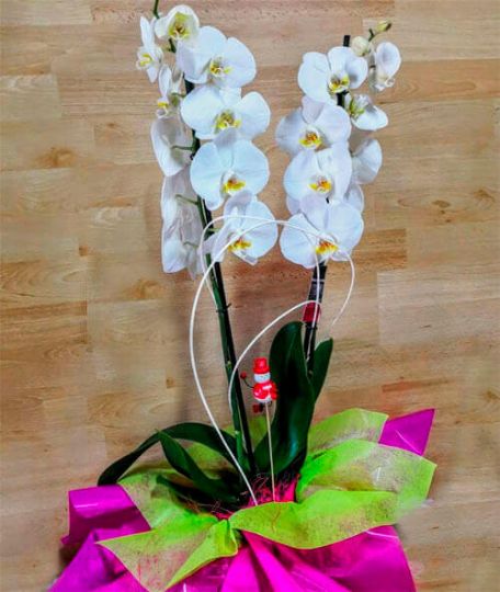 Orquidea blanca para regalar