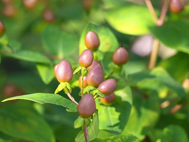 Hypericum para hacer un ramo de novia