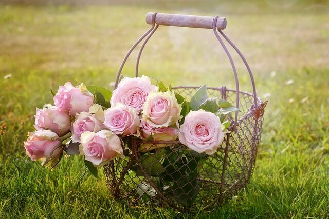 rosas para un ramo de novia